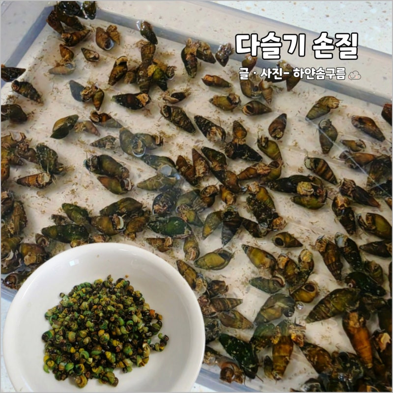다슬기 해감 삶는법 삶는 시간 보관 방법 정리
