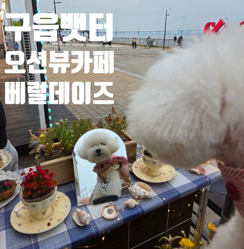 영종도 애견동반 카페 추천, 구읍뱃터 오션뷰 베럴데이즈
