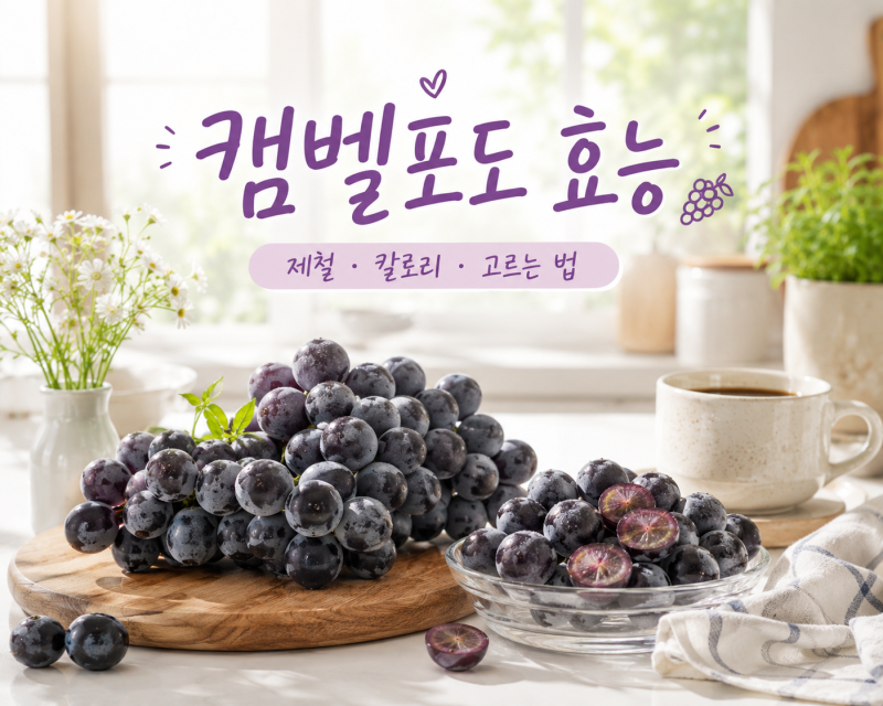 캠벨포도 효능, 제철 언제일까? 칼로리부터 당도 높은 포도 고르는 팁까지