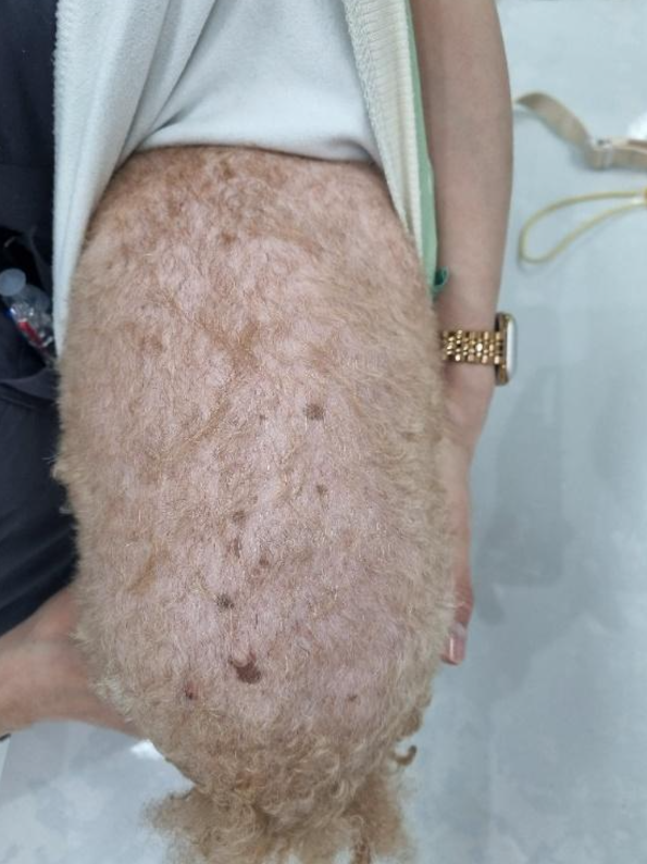 강아지가 살이 찌고, 털이 빠지고, 기운이 없다면? 강아지 갑상선기능저하증 (9살 코커스패니....