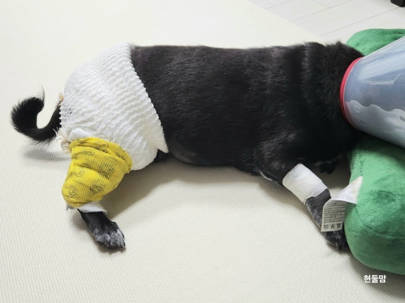 중소형견 강아지 지방종 제거 수술 비용