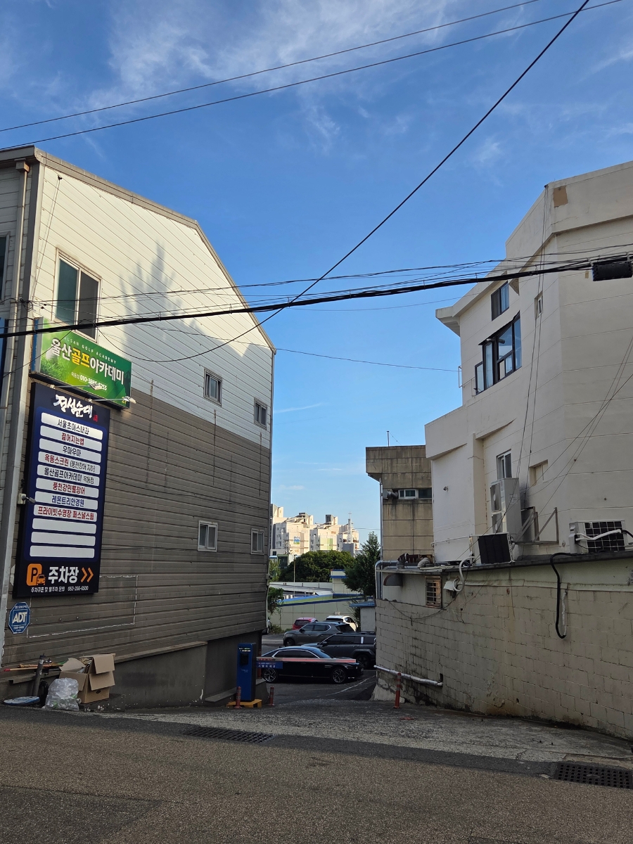 레몬트리 사진 2