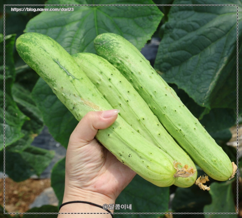 오이 모종 심는 방법부터 오이 키우기까지 총정리 (지지대 설치와 순지르기)