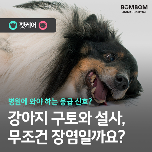 [봄봄동물병원] 강아지 구토와 설사, 무조건 장염일까요? 원인과 대처법