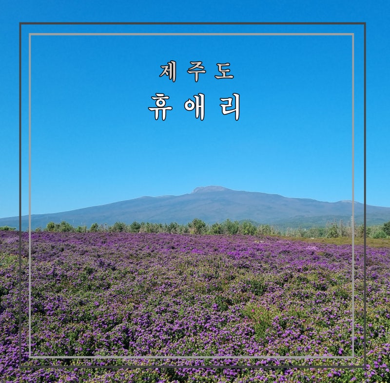 제주도 휴애리자연생활공원 꽃축제동물먹이체험까지 한번에 즐기기