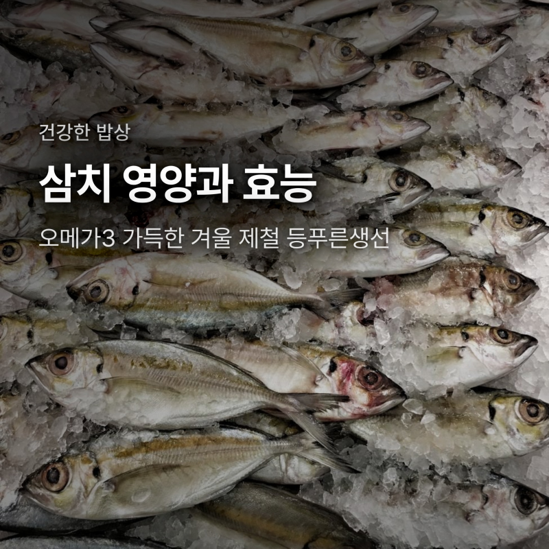 삼치 효능과 영양성분, 오메가3 가득한 겨울 제철 등푸른생선