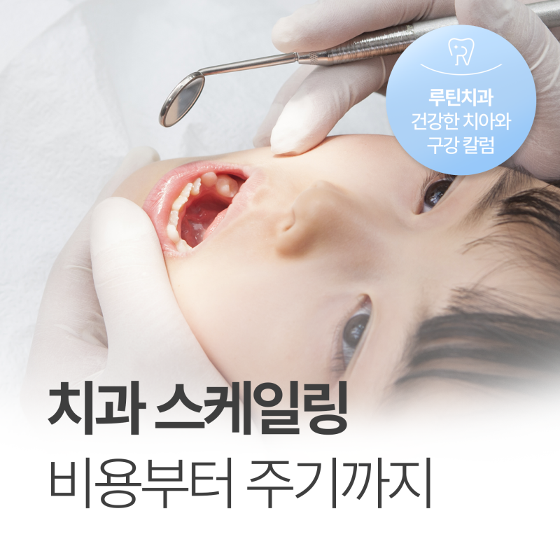 2026 스케일링 보험 비용 가격 얼마일까, 6개월 주기?