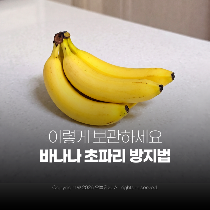 여름철 바나나 보관법 초파리 방지하는 가장 쉬운 방법