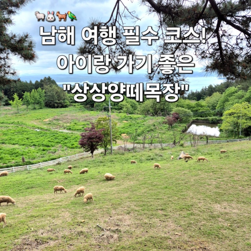 남해 여행 필수 코스, 동물 먹이주기 체험 아기랑 가기좋은 "상상양떼목장 편백숲"