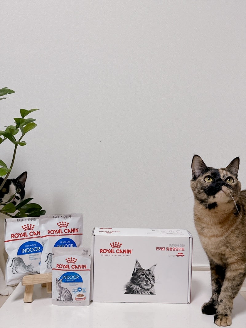 로얄캐닌 습식사료, 고양이 사료 무료 체험으로 기호성 확인하기