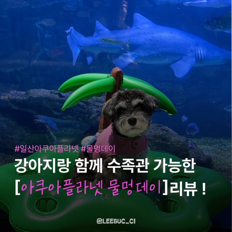 [일산｜애견동반] 아쿠아플라넷 물멍데이 후기｜강아지랑 시원한 수족관 데이트에서 인생샷....