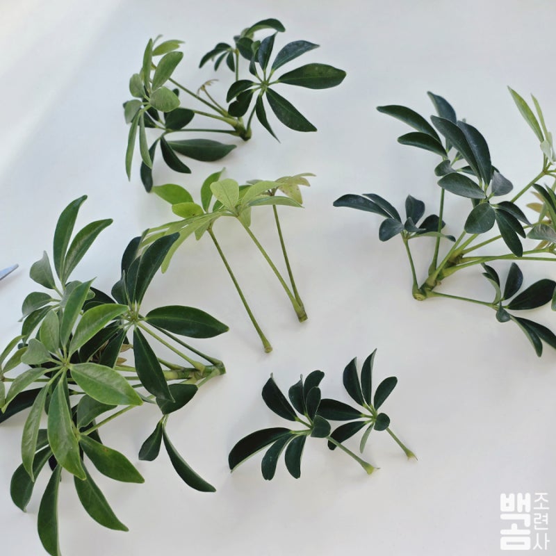 홍콩야자 키우기｜외목대 토피어리 가지치기와 진딧물 제거 방법_성장 기록 7
