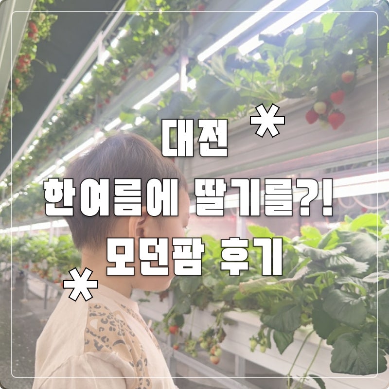 대전팜 모던 후기  | 비 오는 날 아기랑 가기 좋은 실내 딸기농장 카페