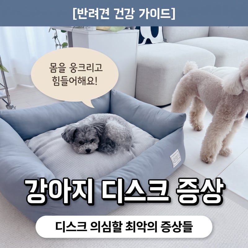 강아지 디스크 증상 허리디스크 목디스크 의심할 최악의 증상