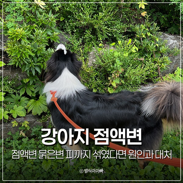 강아지 점액변 묽은변 피까지 섞였다면 원인과 대처