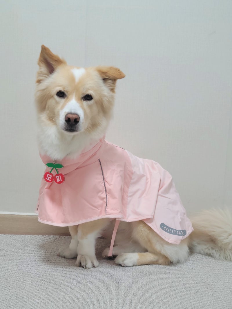 소형견부터 대형견까지 입을 수 있는 판초우비 추천! 베일리펫 아웃도어 레인코트 피치 리뷰