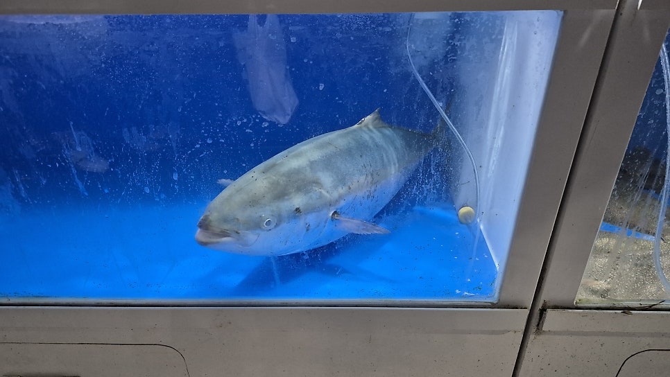 자연산회 사진 2
