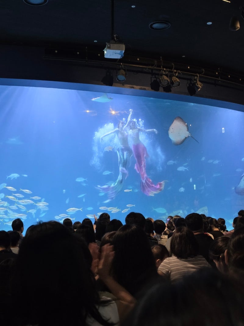 [대구 아이와 가볼만한곳] 무더위 속 대구 신세계백화점 아쿠아리움 방문기 (연간회원권 재....