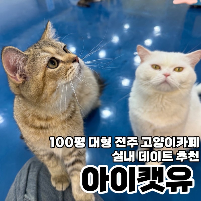 [전주 신시가지 고양이카페] 전주 100평 규모의 실내 데이트 추천 “아이캣유”