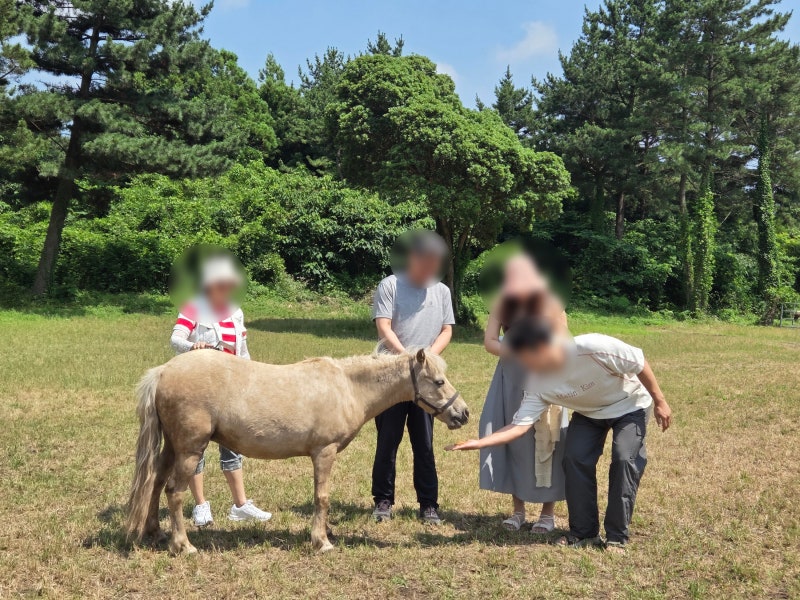 제주 서귀포 대한목장｜제주도 태교여행 가족여행 아이랑 가볼 만한 곳 대한목장 홀스테라....
