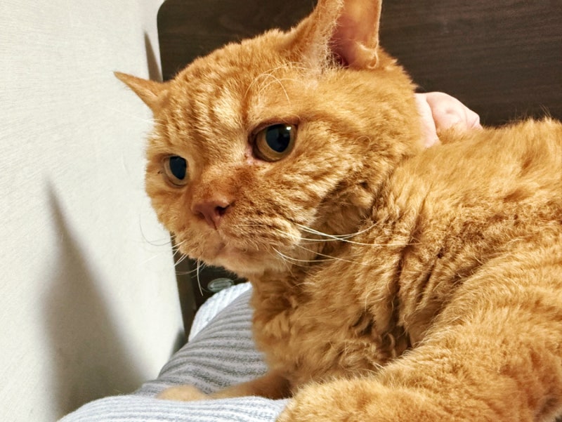 고양이 펫보험 비교 kb에서 마이브라운으로 갈아탄 후기 웰컴브라운 가입
