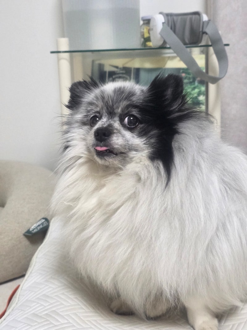 강아지 갑상선 기능저하증 증상 비만과 탈모 신호?