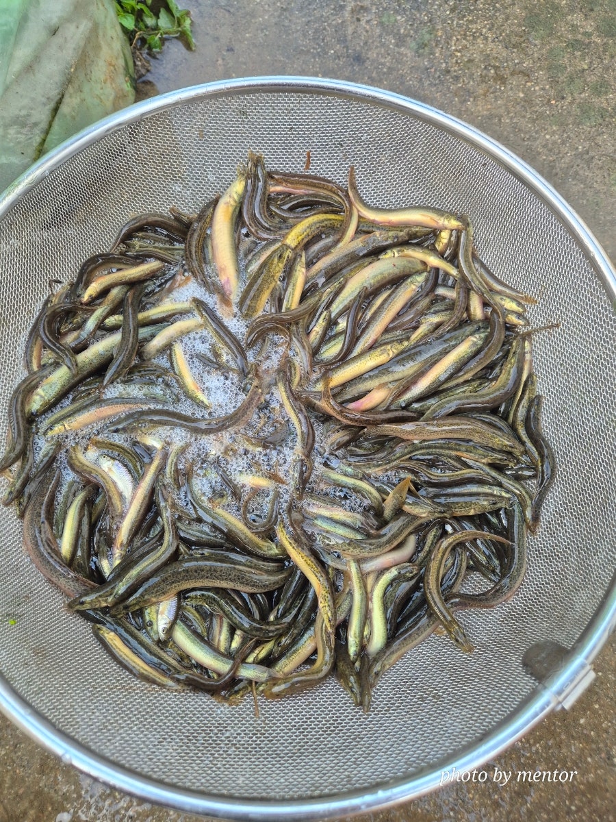 시골 사진 4