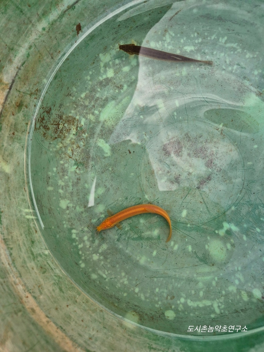 시골 사진 6