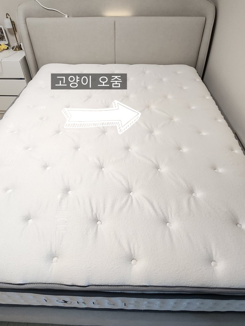 고양이 오줌으로 인한 매트리스 오줌 얼룩과 냄새를 깔끔하게 세탁 으로 제거