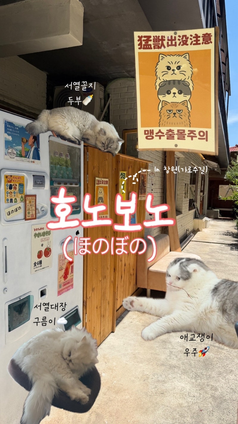 [창원 가로수길 카페] 냥이 직원 3마리 있는 일본 감성 카페, 호노보노(ほのぼの) 후기
