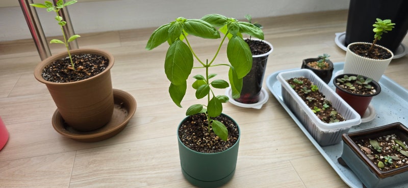 다이소 바질 화분 키트 바질키우기 근황