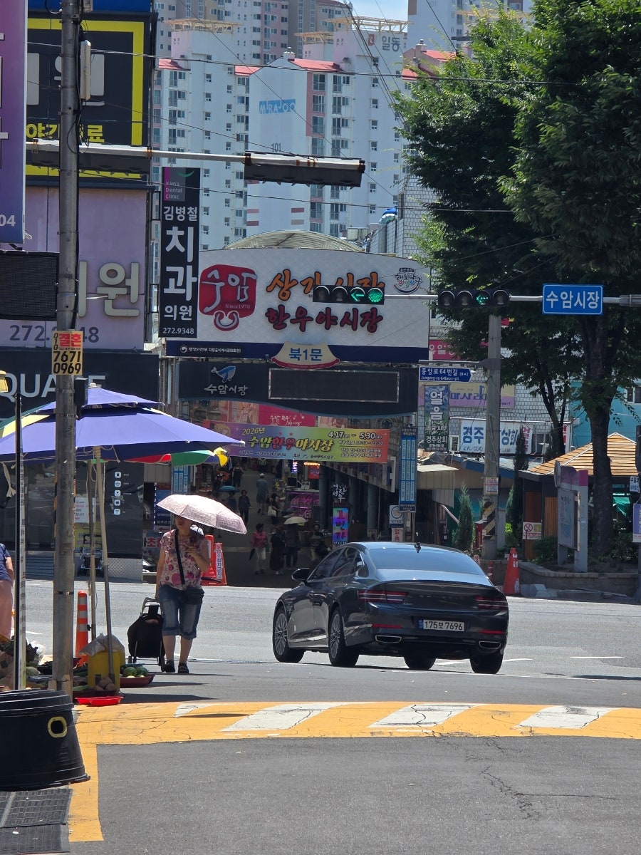 거북이 사진 5