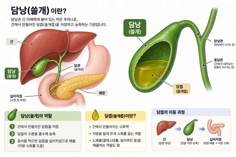 담낭 쓸개 차이는? 위치와 역할까지 모두 알아보기
