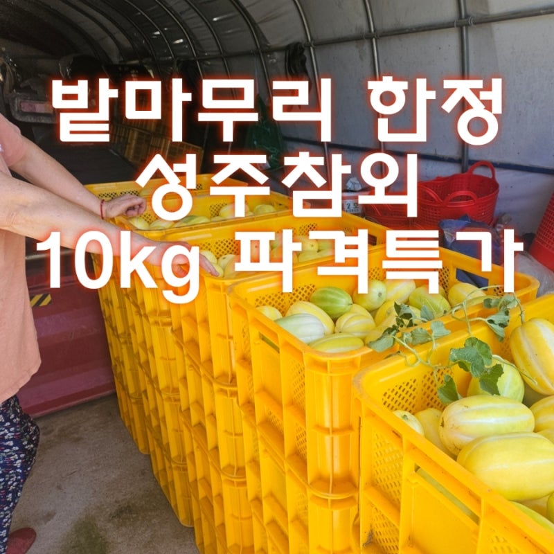 이웃 농가돕기 _ 참외밭 마무리 대박 구성! 참외10kg에 2만원(택배비 포함), 참외장아찌 담는 ....