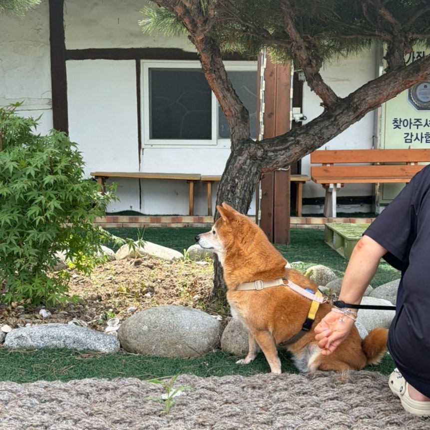 논가집옹심이 사진 3