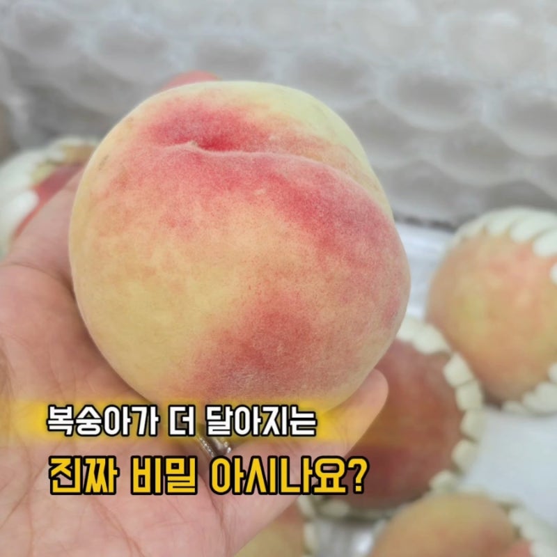 여름 제철과일 딱딱이 복숭아 가장 오래 보관하는 방법 꿀팁소개