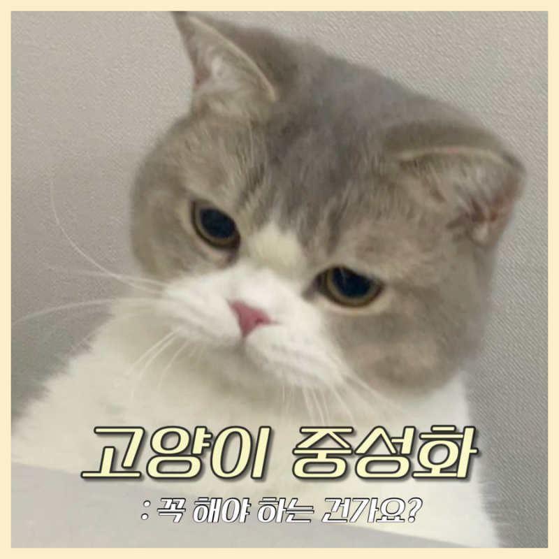 고양이 중성화는 왜 꼭 해야 할까요? ( + 시기와 비용)