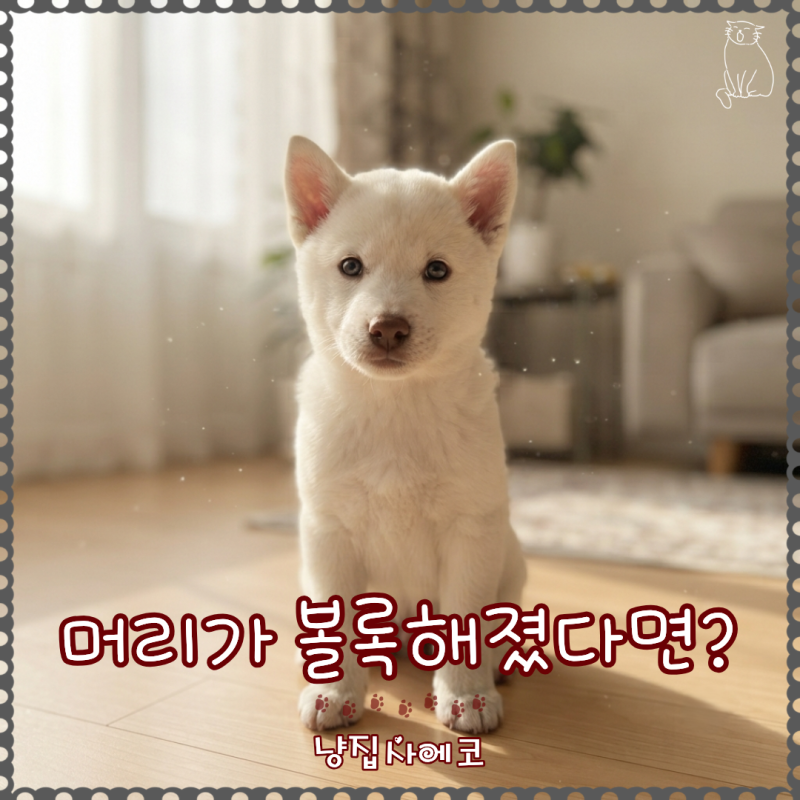 강아지 정수리가 볼록하게 솟아올랐다면? 뇌수두증 원인과 의심 증상 총정리