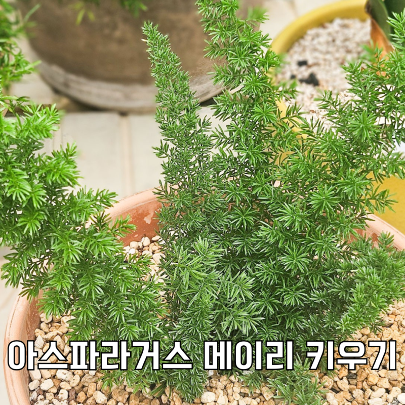 아스파라거스 메이리 키우기 물주기부터 갈변 분갈이까지
