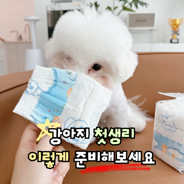 강아지 생리 기간 주기, 첫생리 생리통 생리대 기저귀 주의점