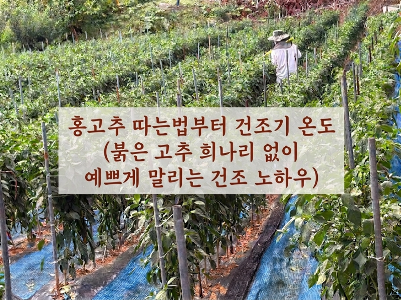 #138.고추 수확시기부터 건조기 온도 세팅까지! 초보농부 홍고추 세척·보관법 완벽정리
