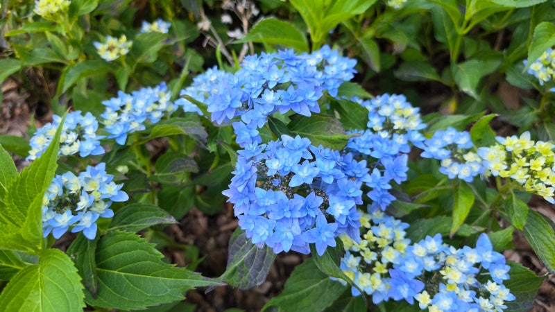별수국 키우기, 수국 화분 모종 물주기 꽃대자르기 물꽂이