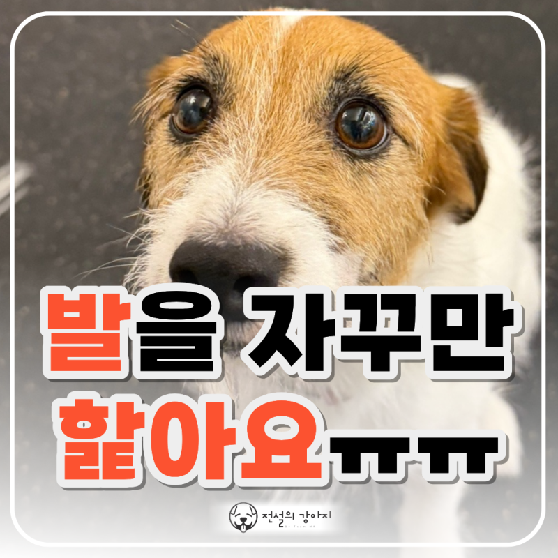 강아지 발 핥는 이유 7가지, 발 습진·염증부터 관리법까지 총정리
