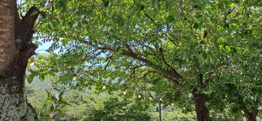보리밥집 보리로404 사진 4