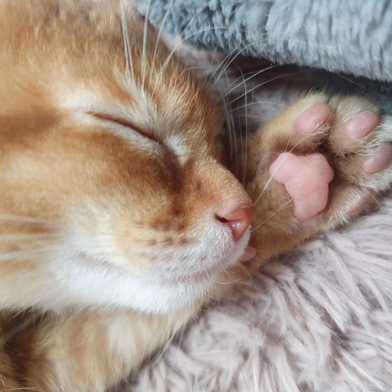 고양이 췌장염, 가장 흔한 증상은 구토가 아니었습니다