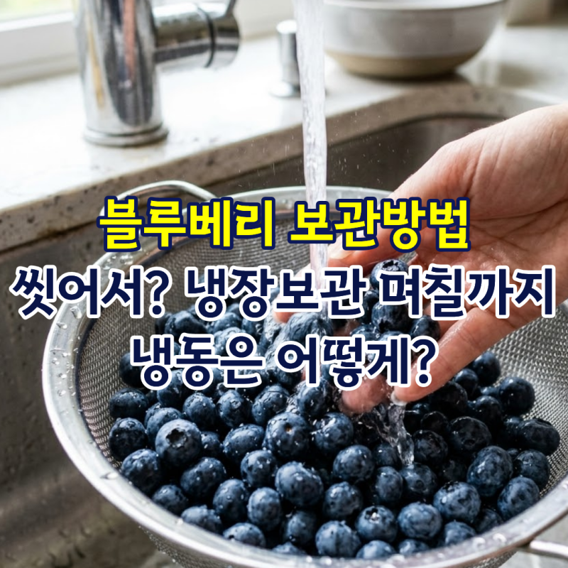 블루베리 보관방법 씻어서? 냉장보관 며칠까지, 냉동은 어떻게?