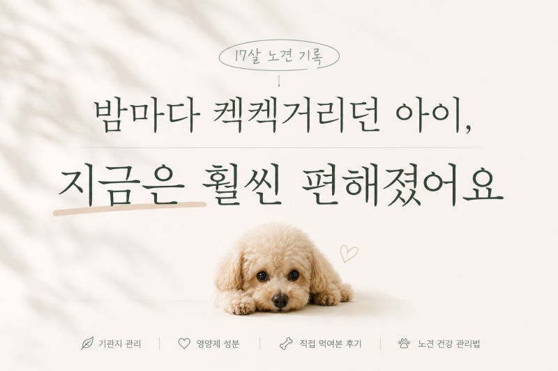 강아지 기침할 때 영양제가 도움이 될까? 노견 기관지 관리 방법