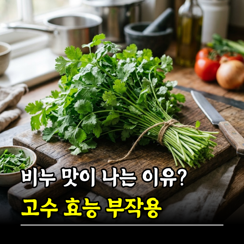 비누 맛이 나는 이유? 고수효능 부작용