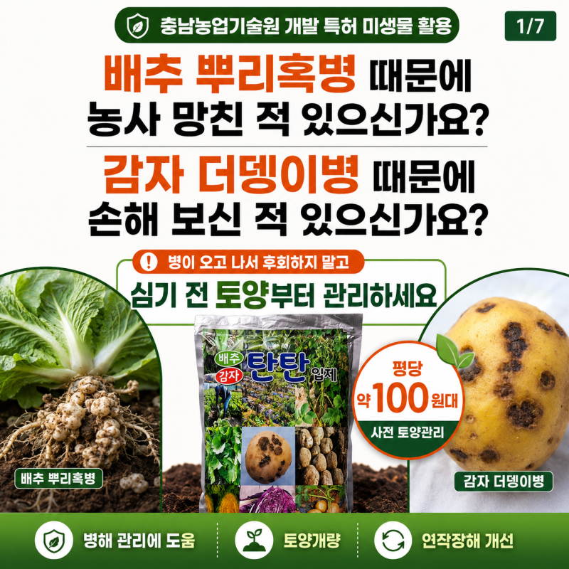배추 뿌리혹병 걱정된다면? 배추 심기전 토양관리와 밭만들기
