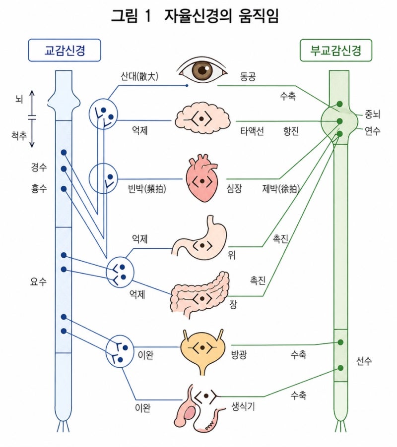 자율신경실조증과 치료 여정 #1. │My Journey with Dysautonomia